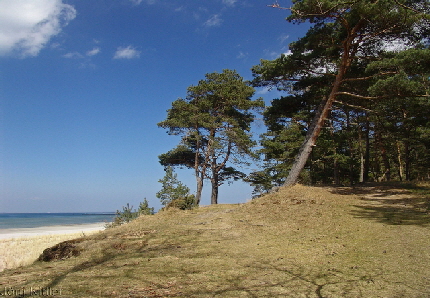 Kiefernwald in Lubmin